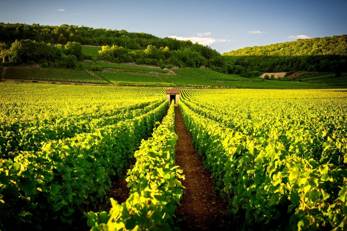 Vivre en Côte d'Or