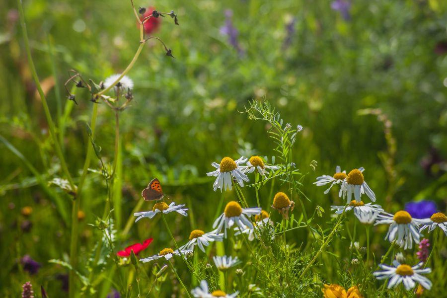 alimentation durable biodiversité