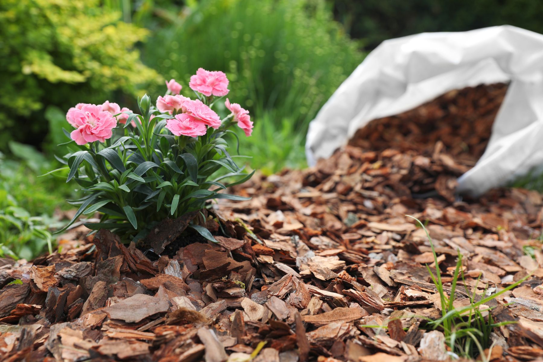 Préparer votre jardin pour l'hiver